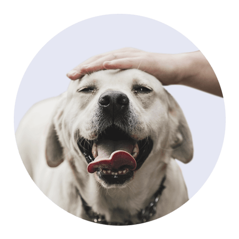 Praise — Cali K9 motivator