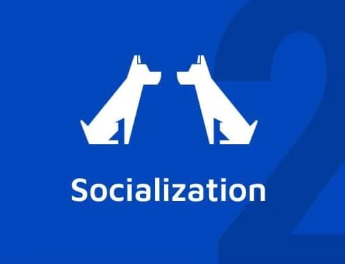 Pillar 2 — Socialization