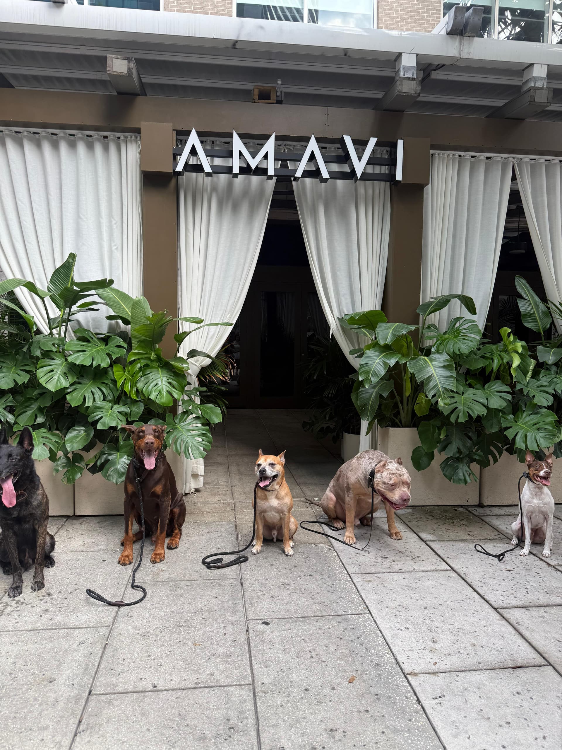 Trained dogs demonstrating obedience and discipline after Cali K9 program