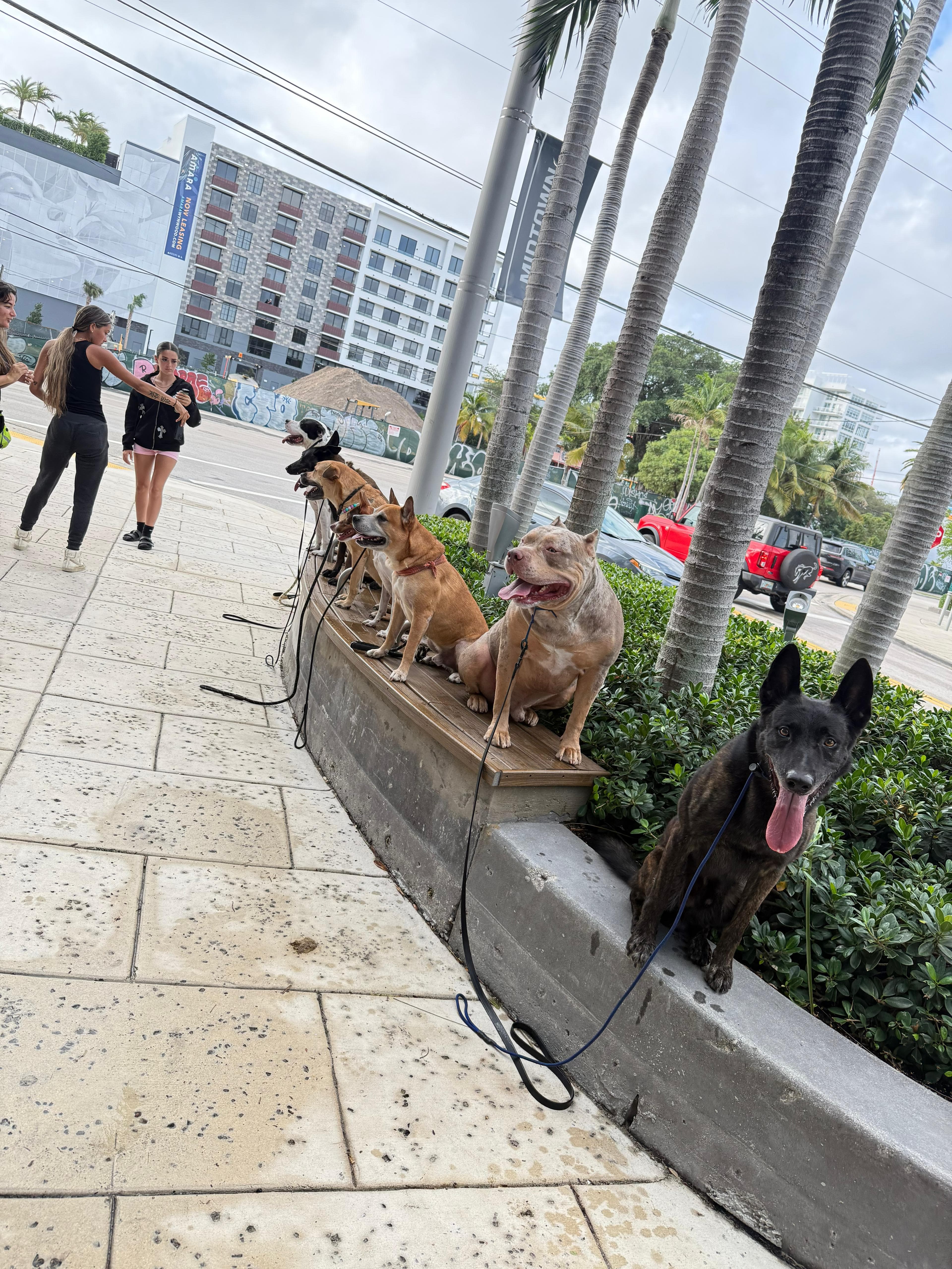 Dogs demonstrating real-world obedience results after Cali K9 training