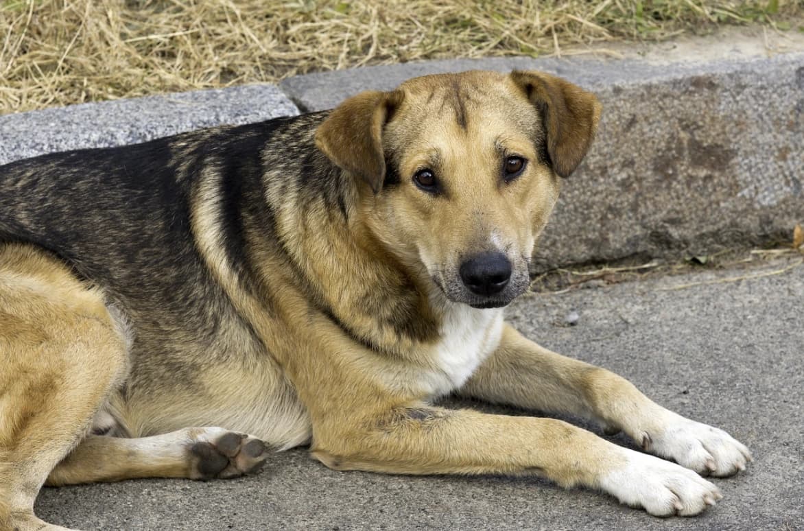 A street dog resting on a curb in Morocco